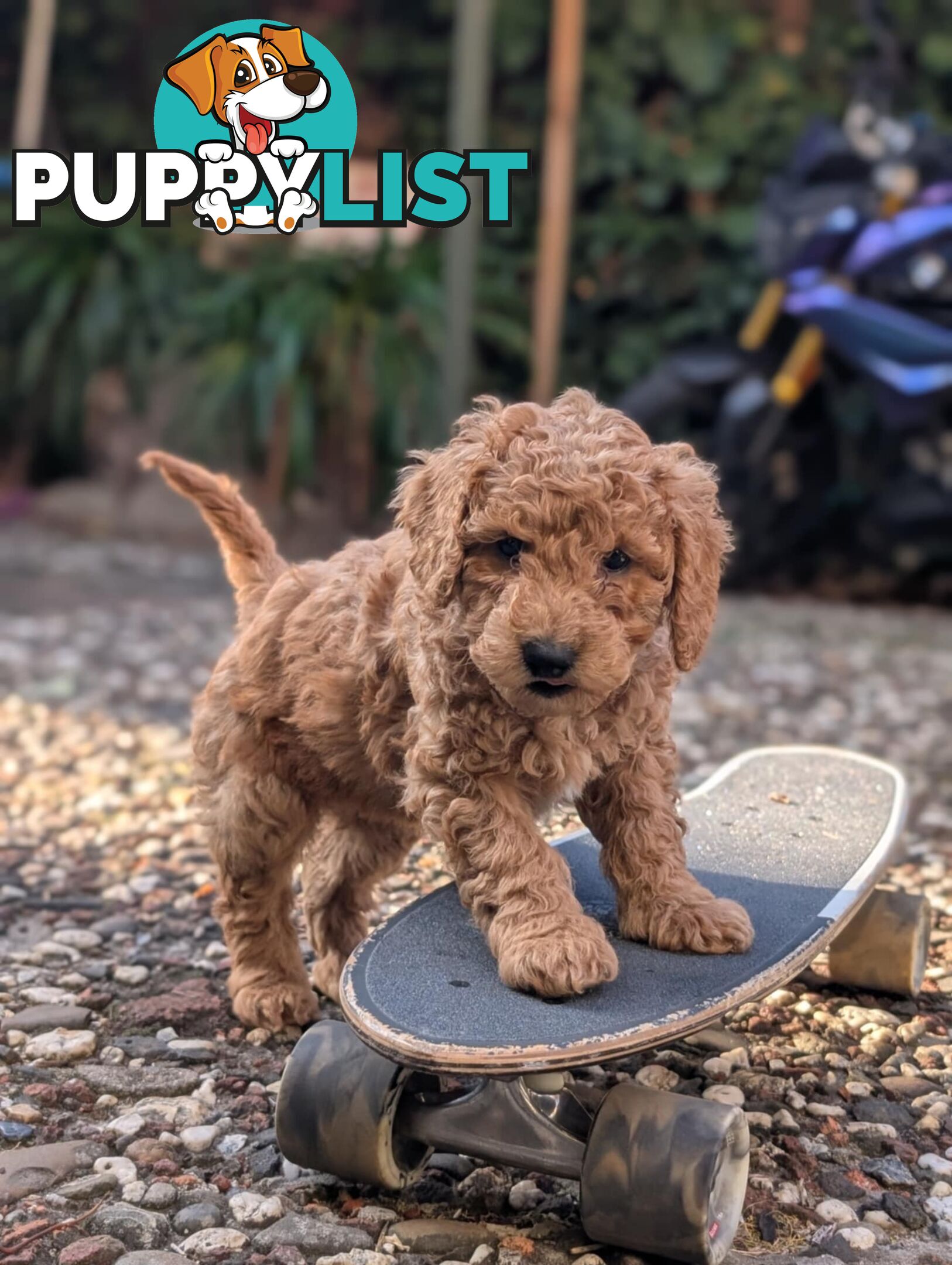 Purebred Miniature Poodles