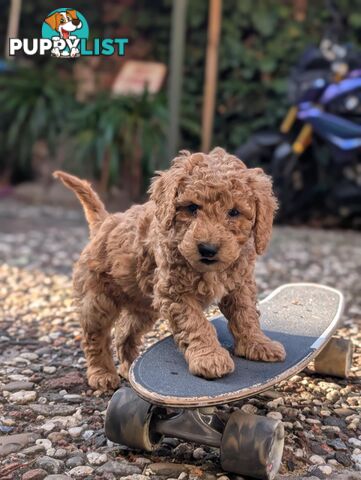 Purebred Miniature Poodles