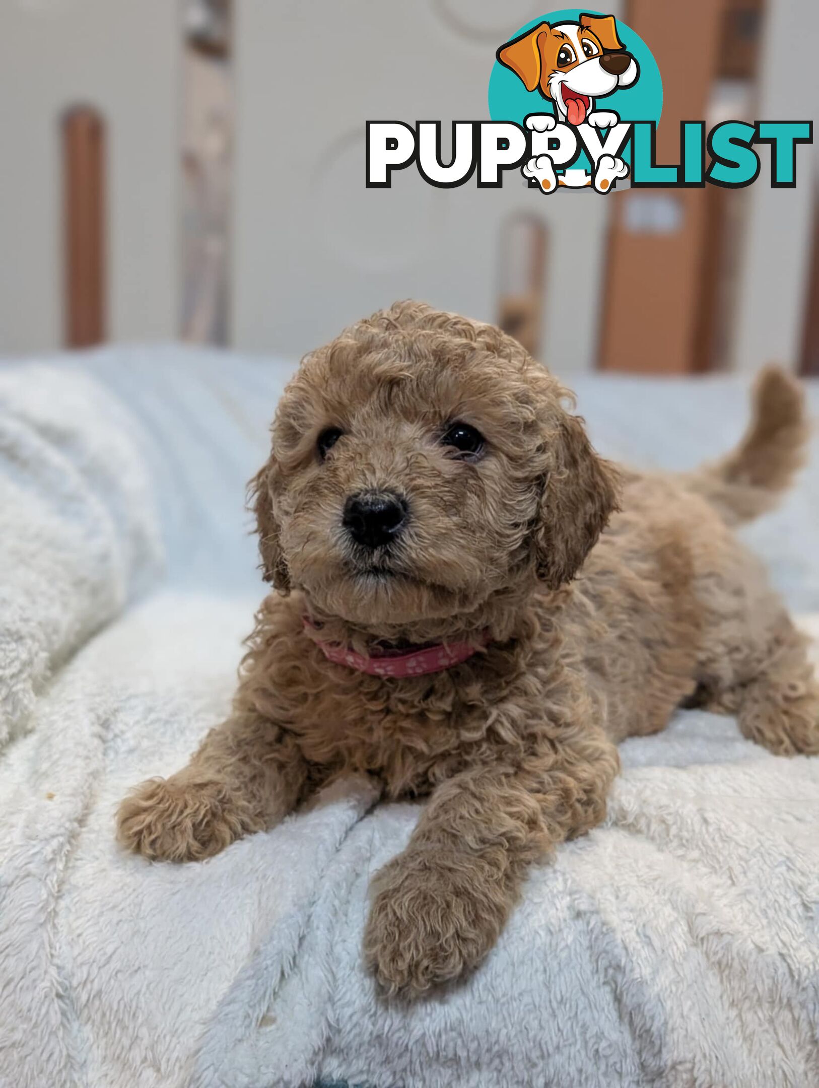 Purebred Miniature Poodles