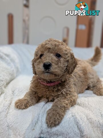 Purebred Miniature Poodles