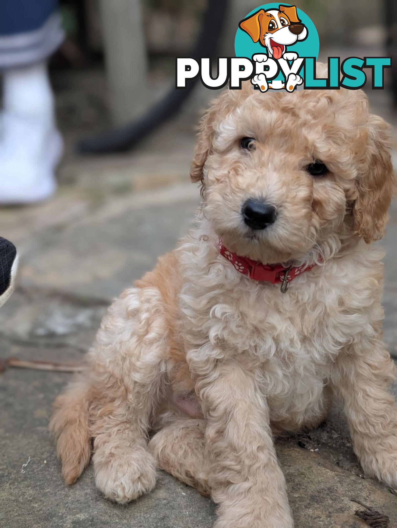 Purebred Miniature Poodles