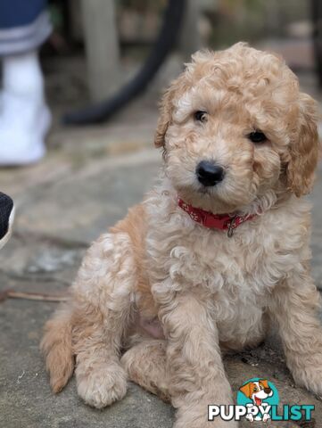 Purebred Miniature Poodles