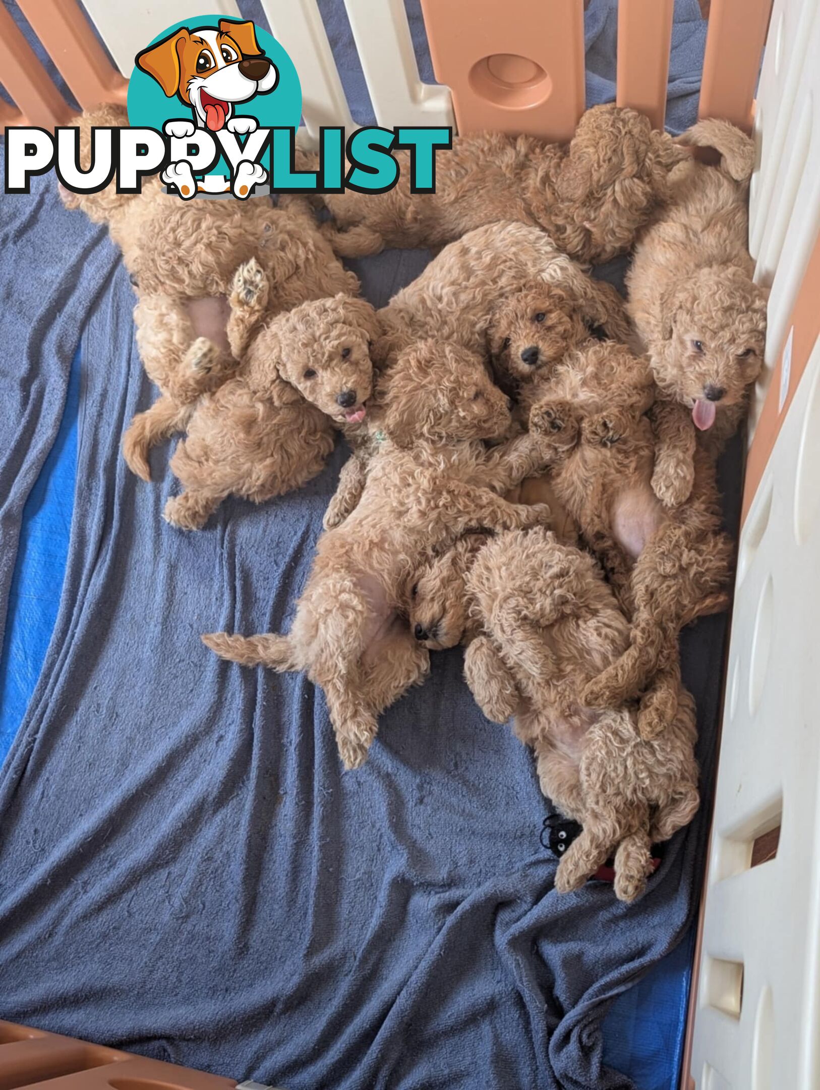 Purebred Miniature Poodles