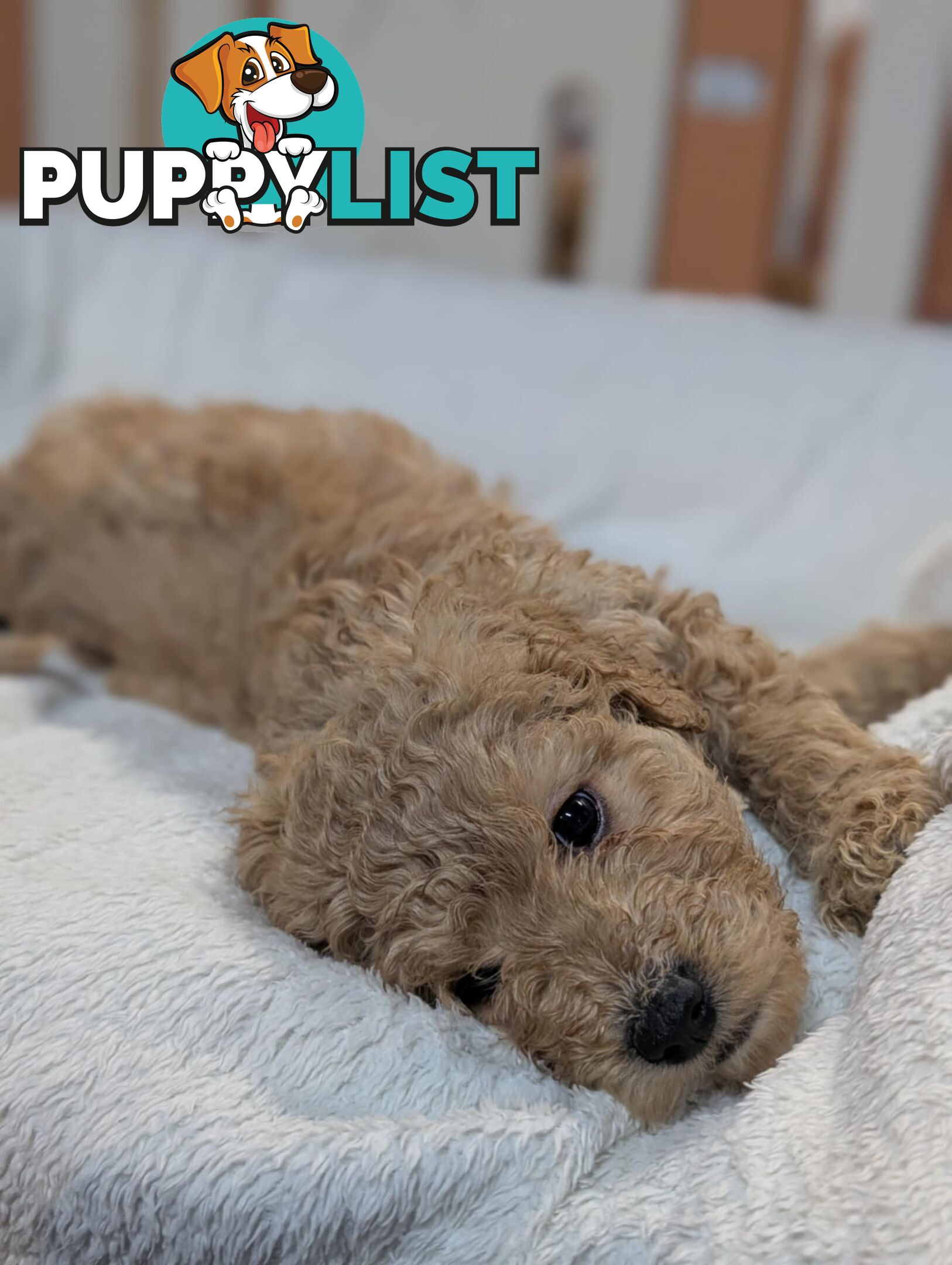Purebred Miniature Poodles