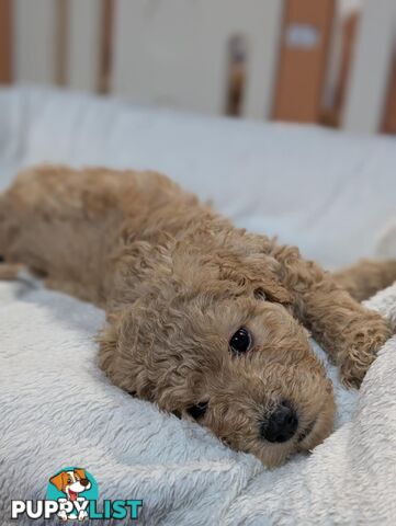 Purebred Miniature Poodles