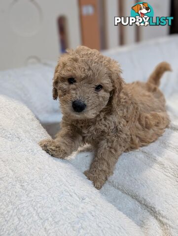 Purebred Miniature Poodles