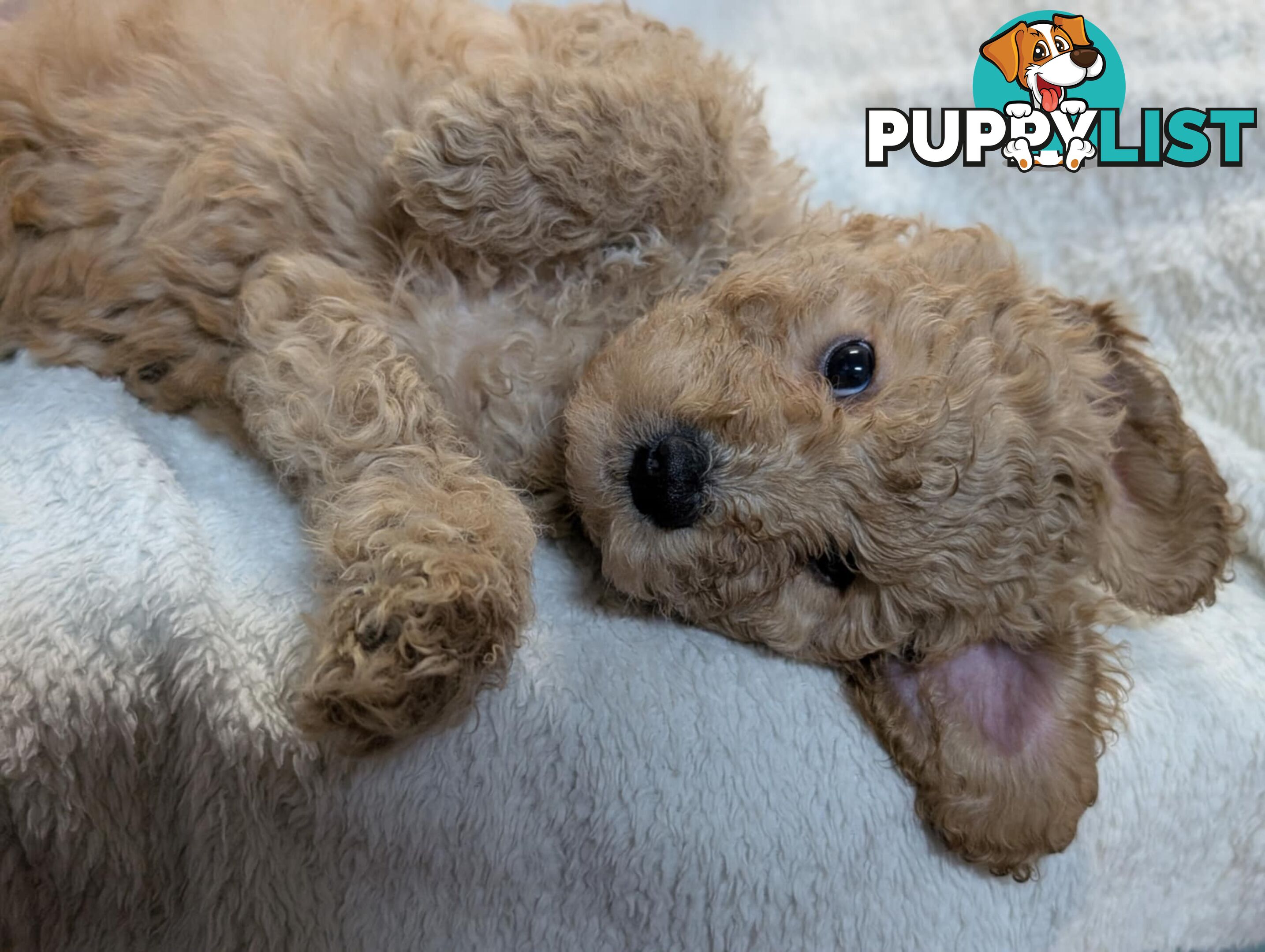 Purebred Miniature Poodles