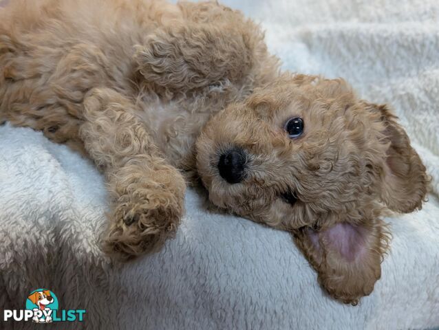 Purebred Miniature Poodles