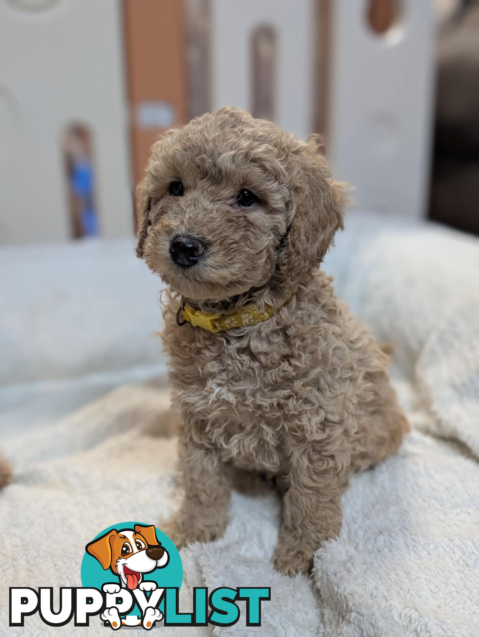 Purebred Miniature Poodles