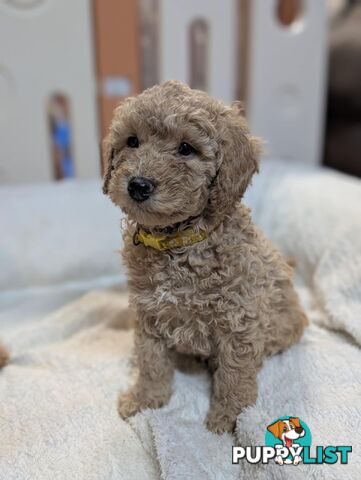 Purebred Miniature Poodles