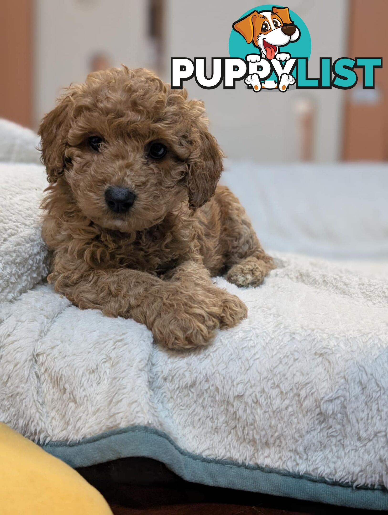 Purebred Miniature Poodles