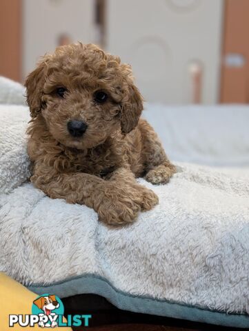Purebred Miniature Poodles