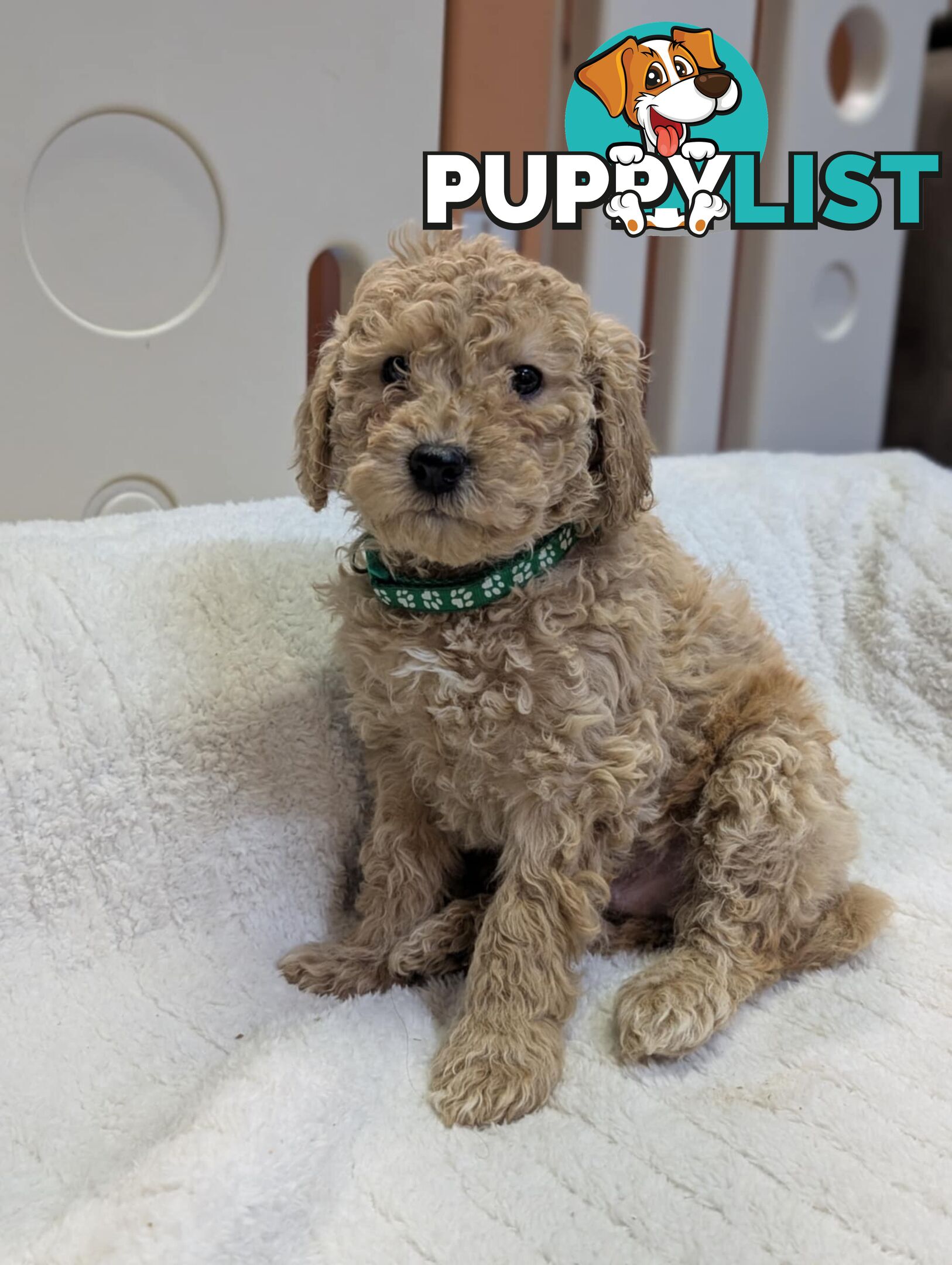 Purebred Miniature Poodles