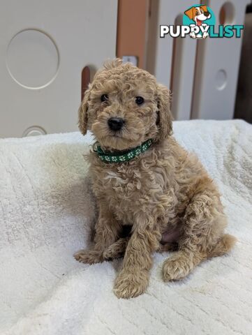 Purebred Miniature Poodles