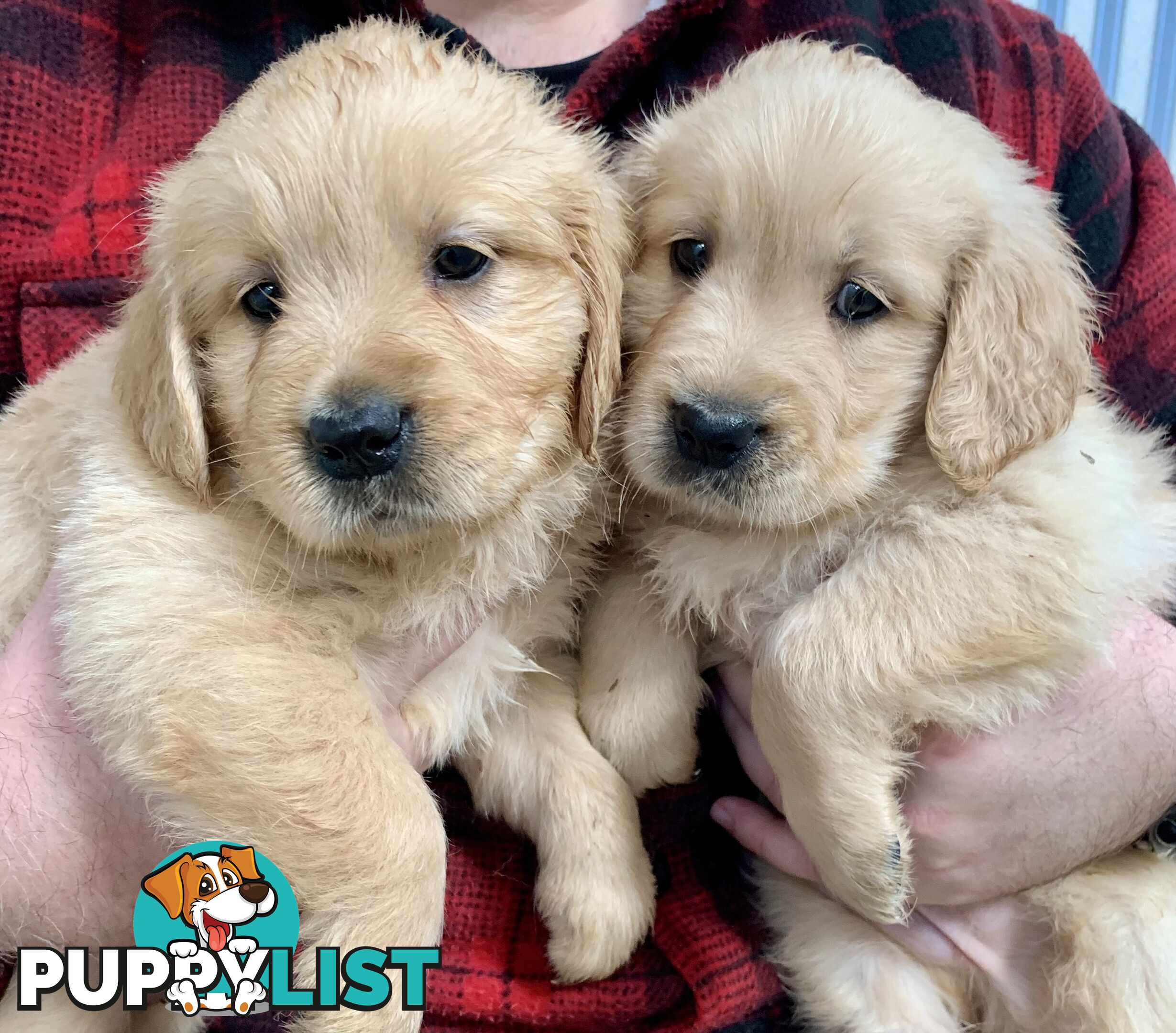 Purebred Golden Retriever Puppies