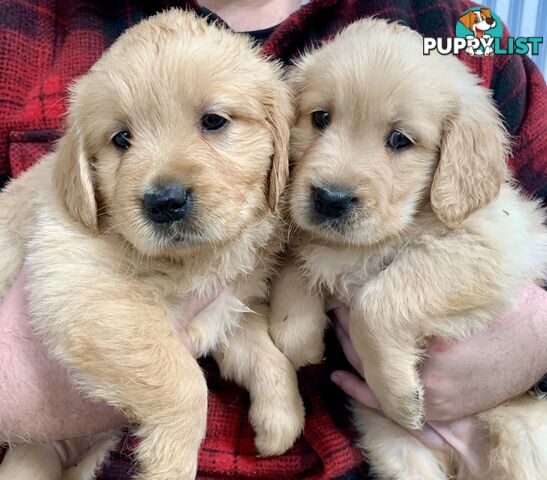 Purebred Golden Retriever Puppies