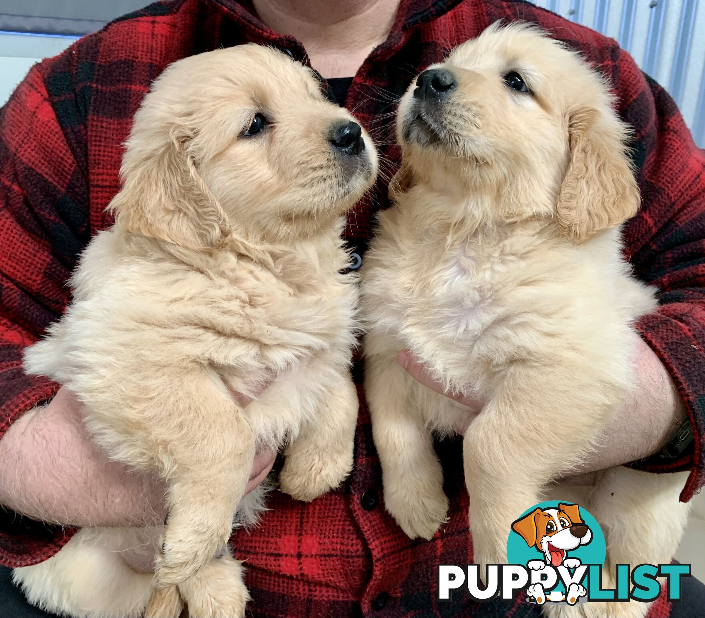 Purebred Golden Retriever Puppies