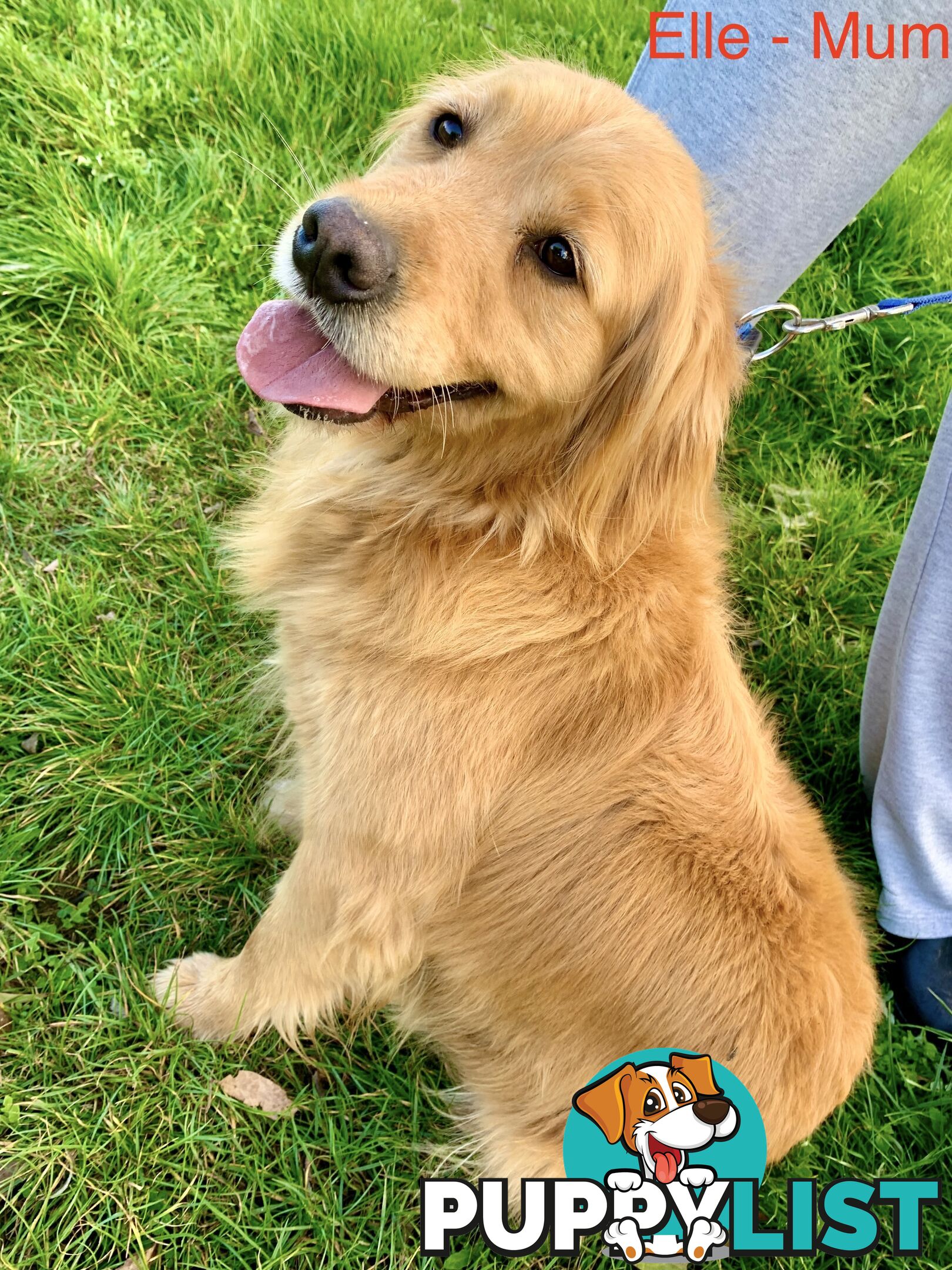 Purebred Golden Retriever Puppies