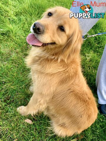 Purebred Golden Retriever Puppies