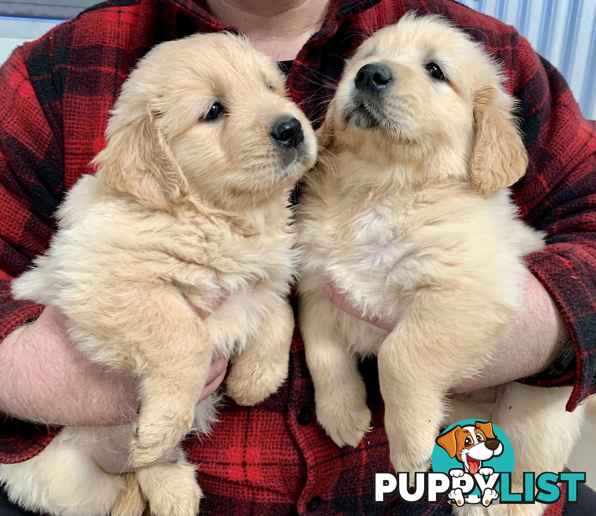 Purebred Golden Retriever Puppies