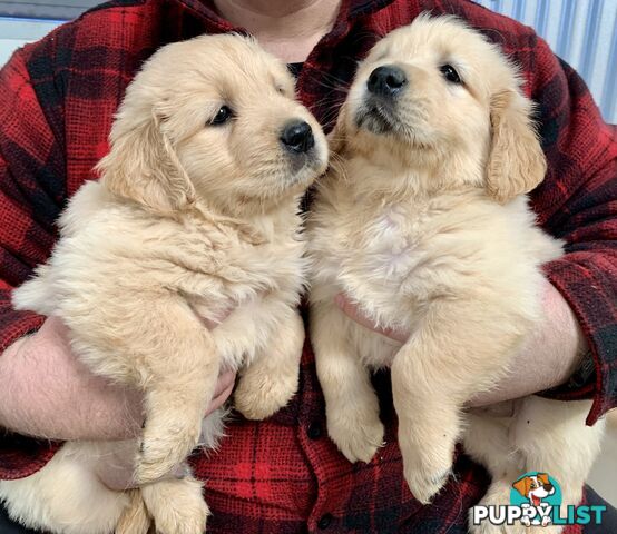 Purebred Golden Retriever Puppies