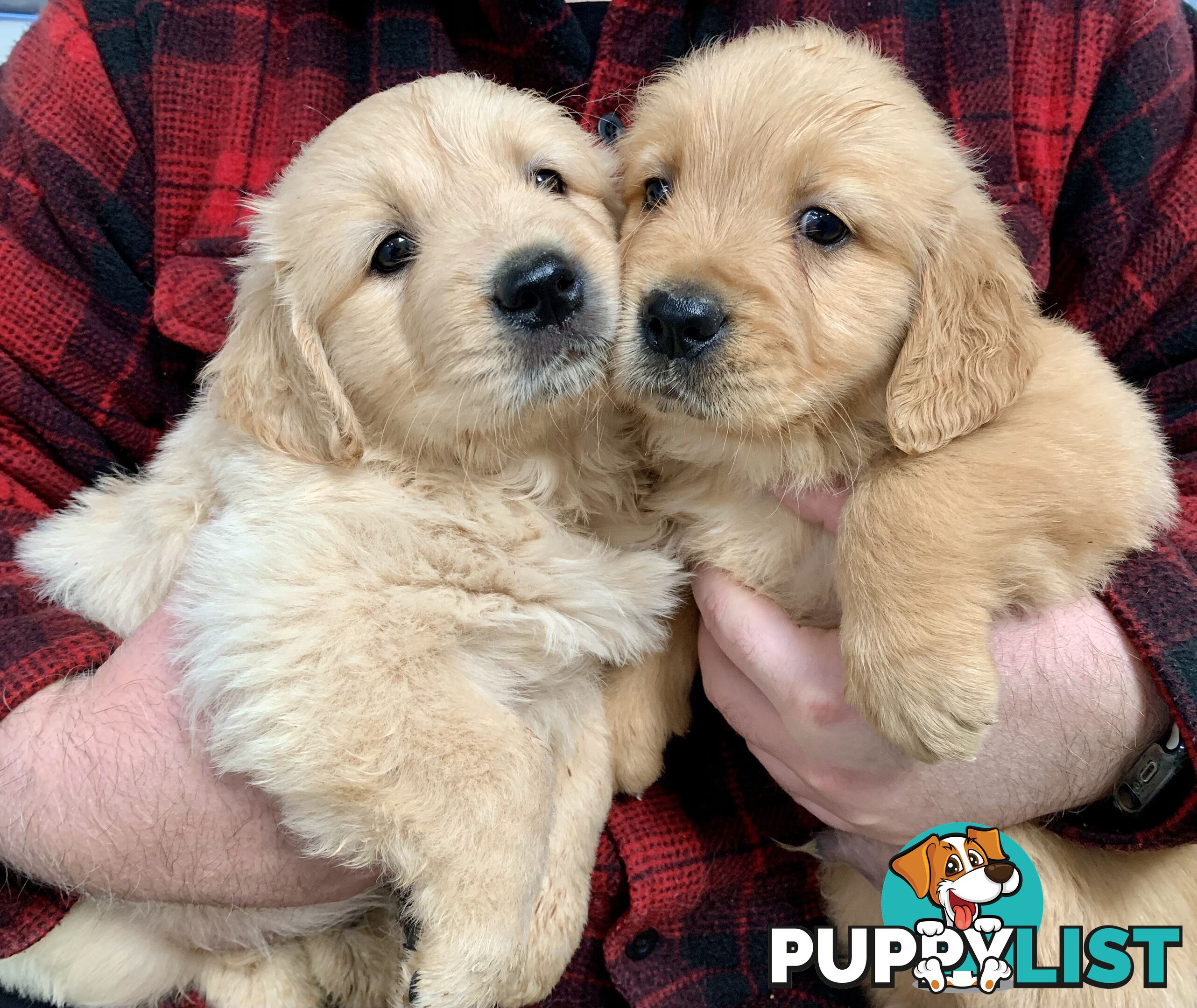 Purebred Golden Retriever Puppies