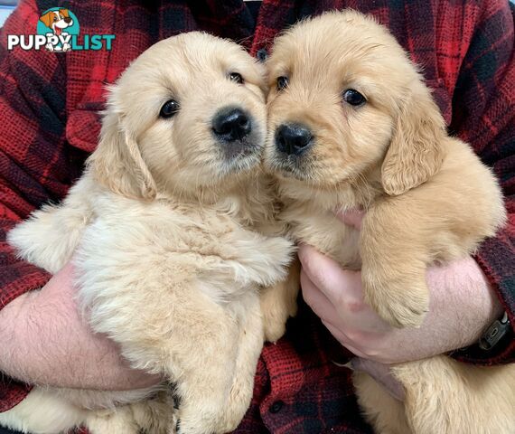 Purebred Golden Retriever Puppies