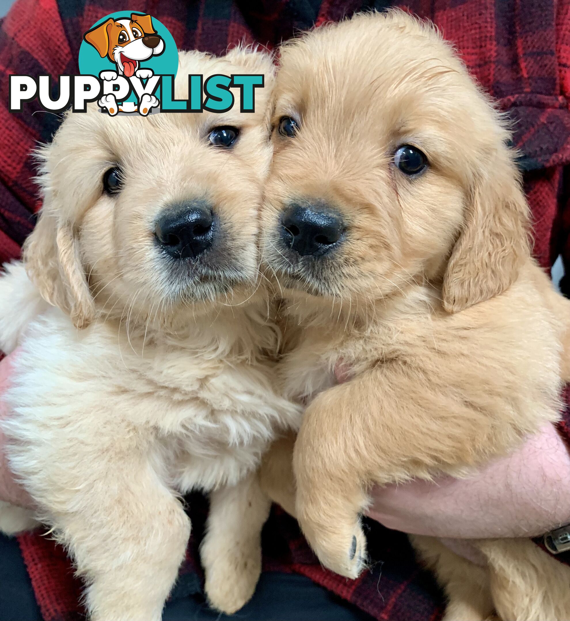 Purebred Golden Retriever Puppies