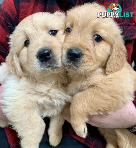 Purebred Golden Retriever Puppies