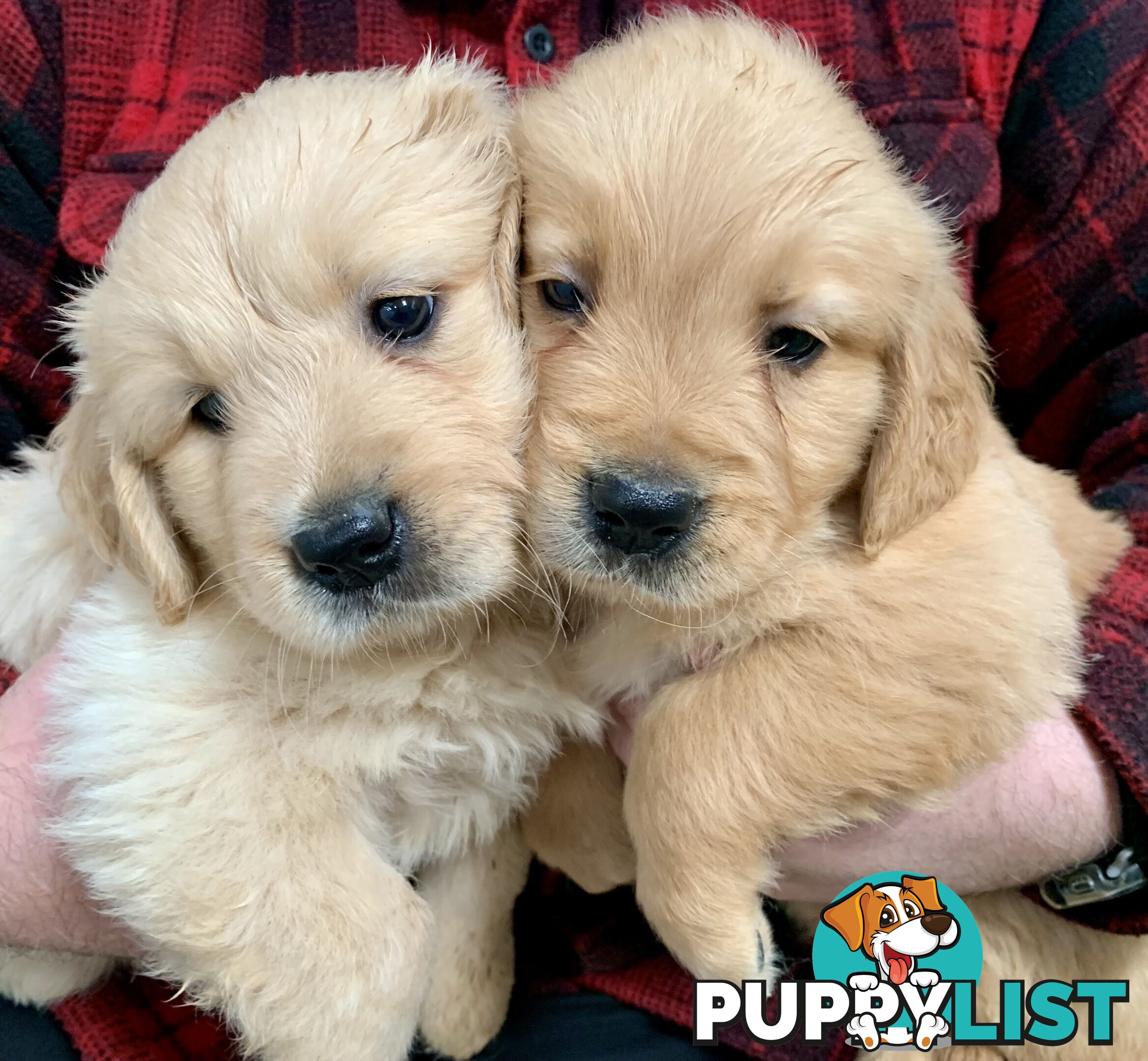 Purebred Golden Retriever Puppies