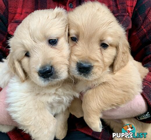 Purebred Golden Retriever Puppies