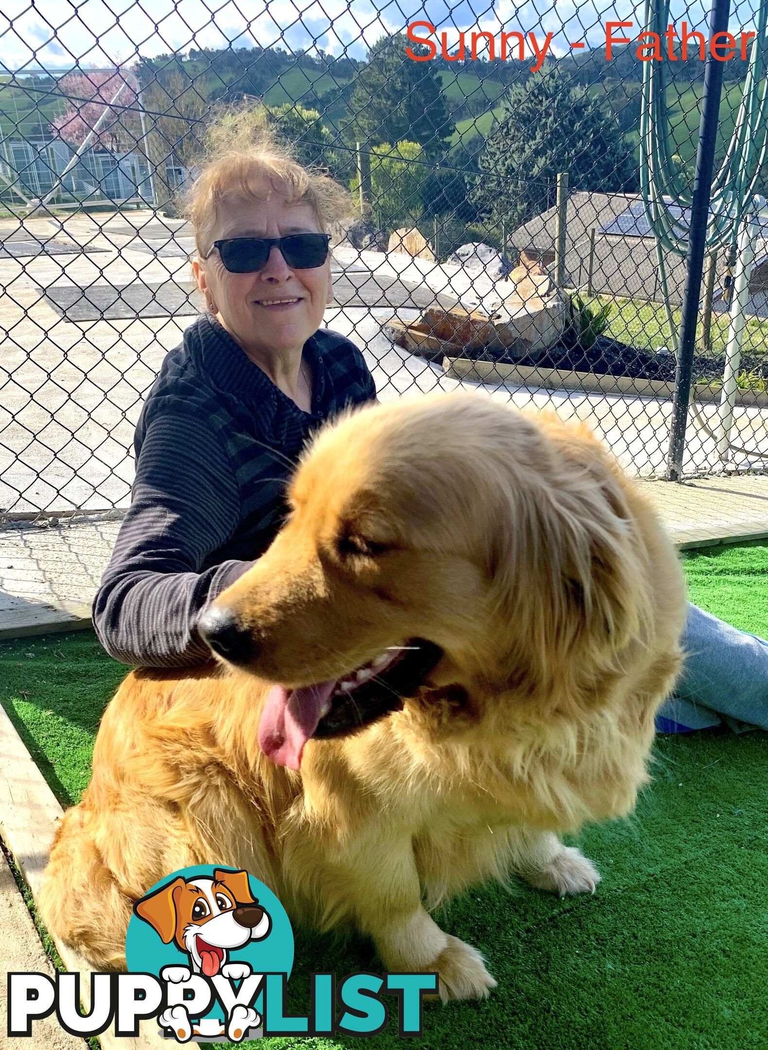 Purebred Golden Retriever Puppies