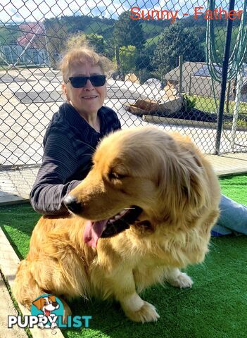 Purebred Golden Retriever Puppies