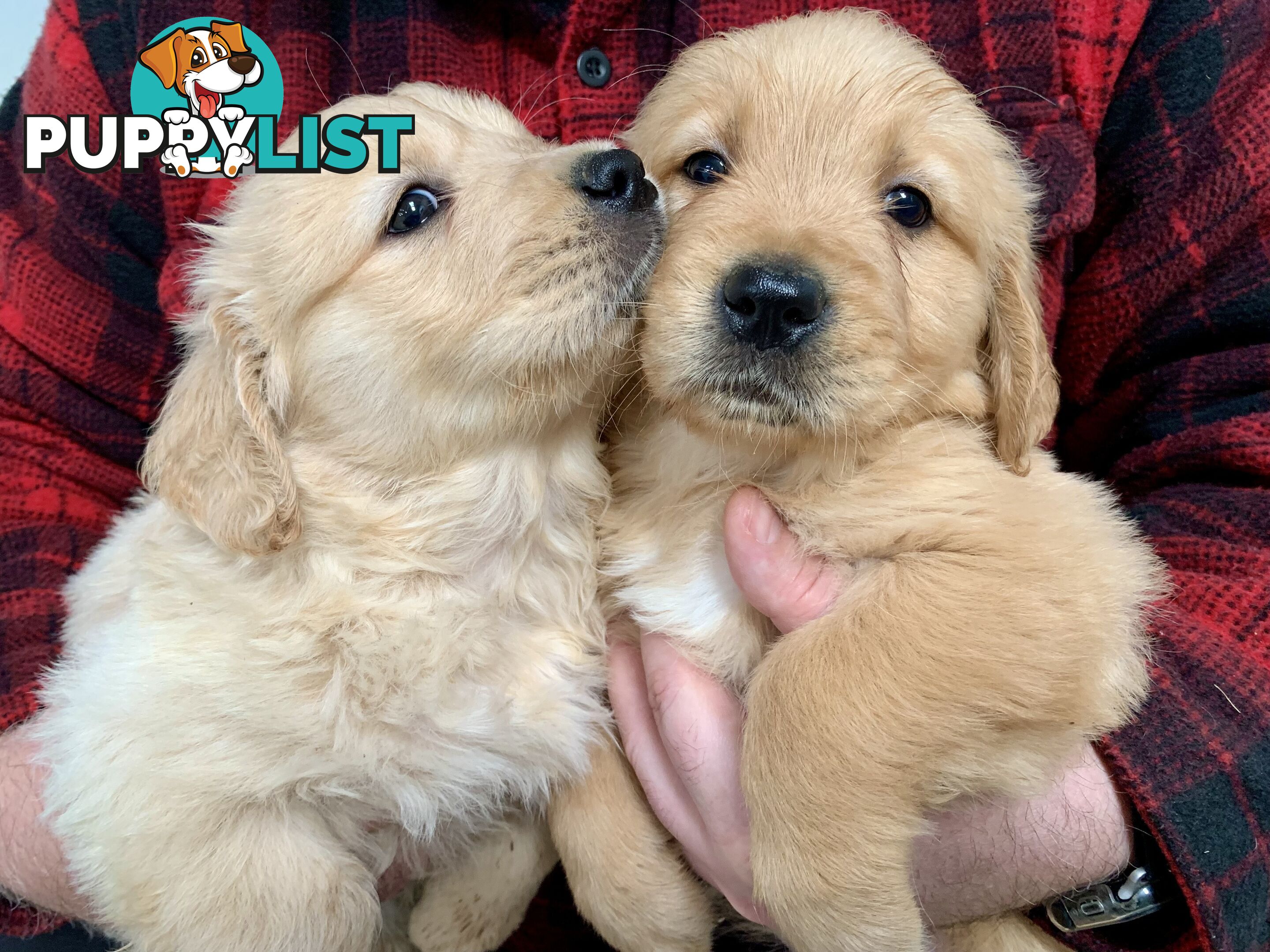 Purebred Golden Retriever Puppies