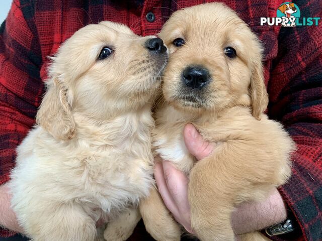 Purebred Golden Retriever Puppies