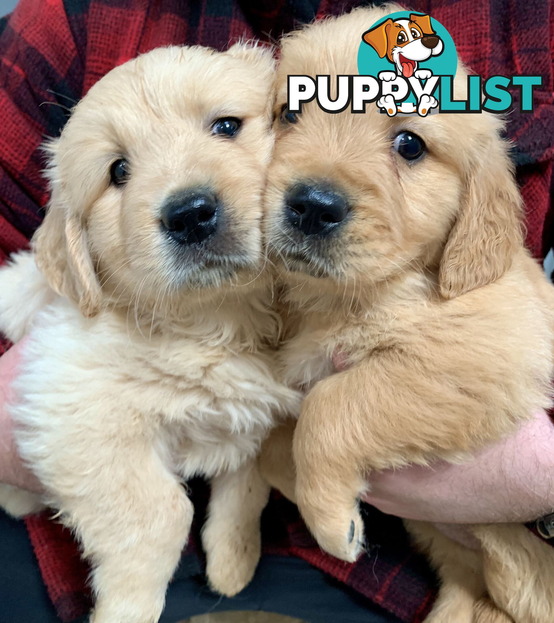 Purebred Golden Retriever Puppies