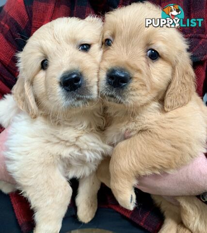 Purebred Golden Retriever Puppies