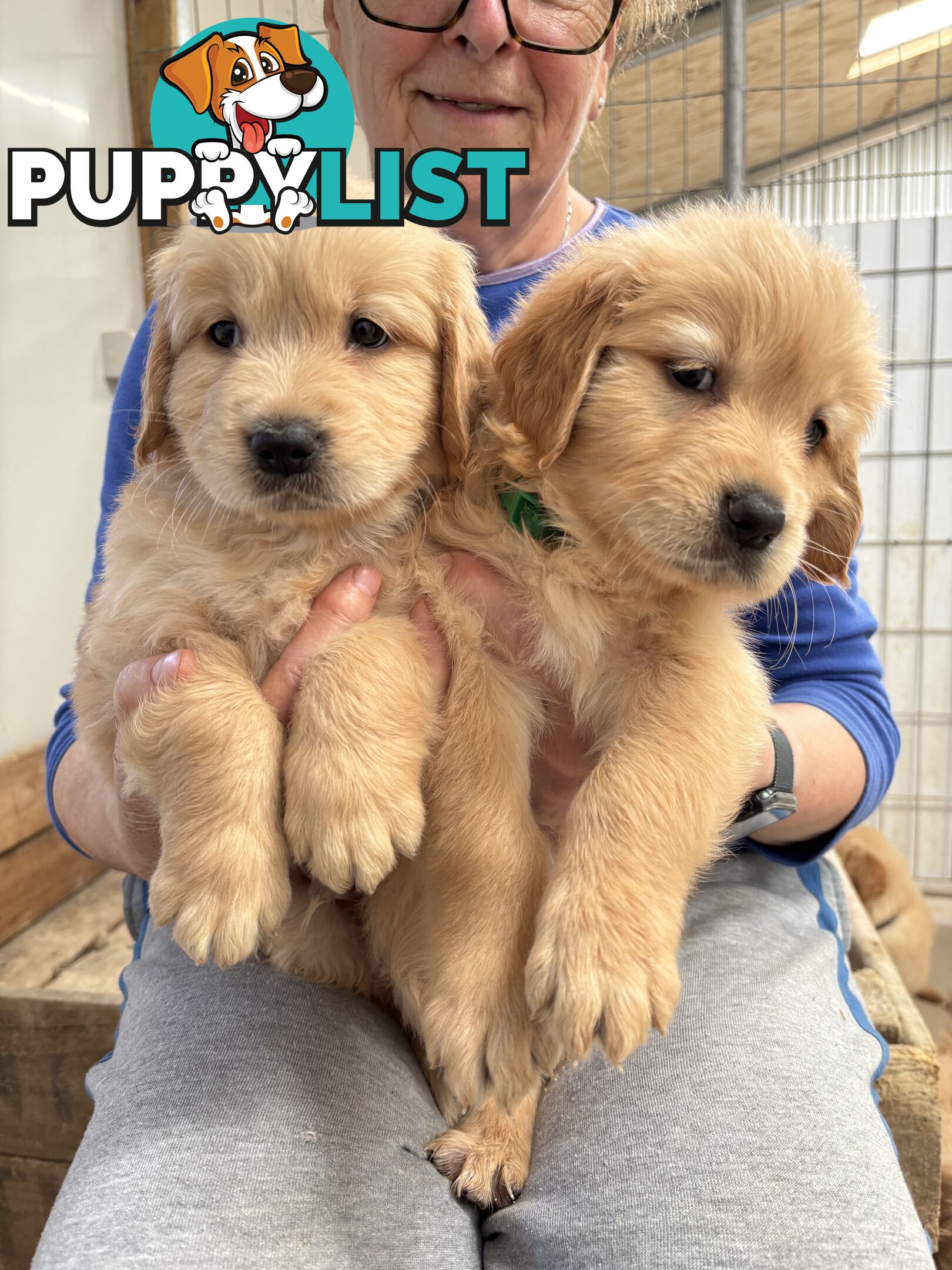 Golden Retriever Puppies