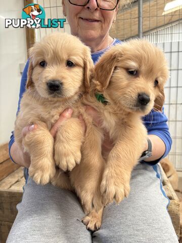 Golden Retriever Puppies