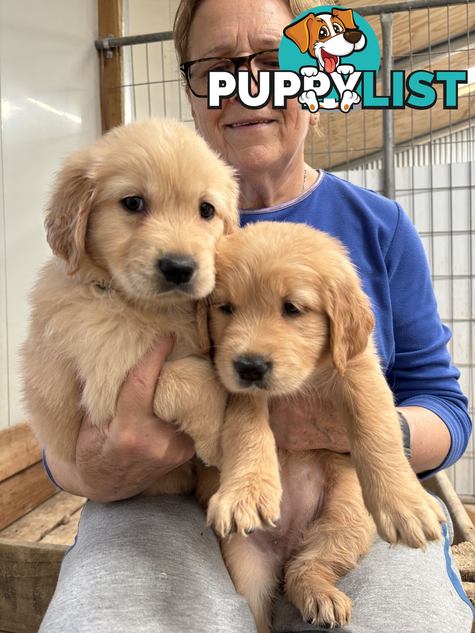 Golden Retriever Puppies