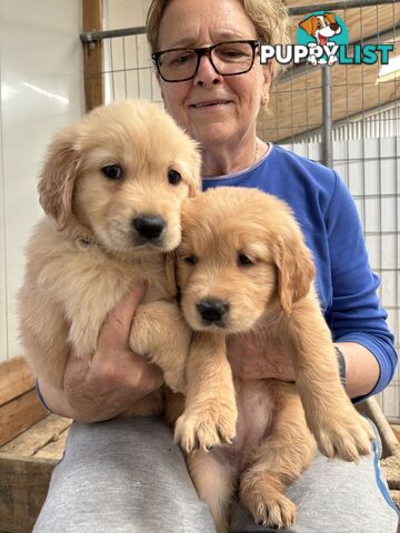 Golden Retriever Puppies