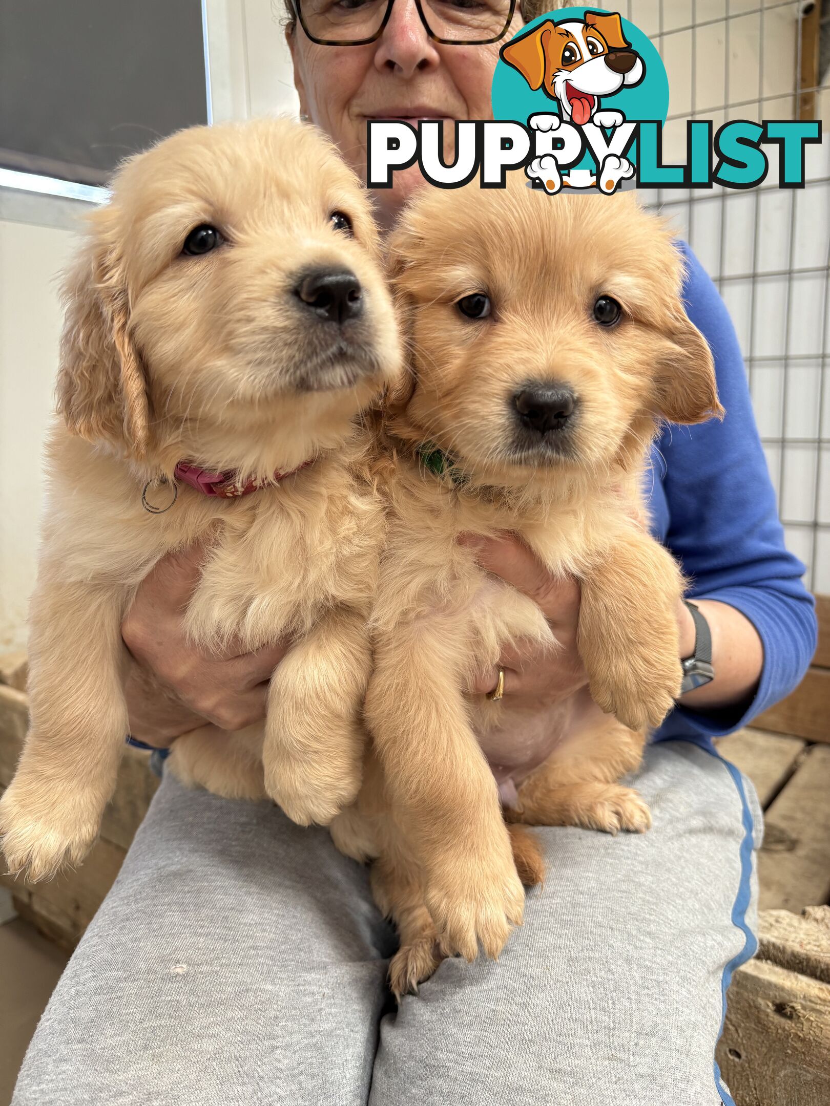 Golden Retriever Puppies