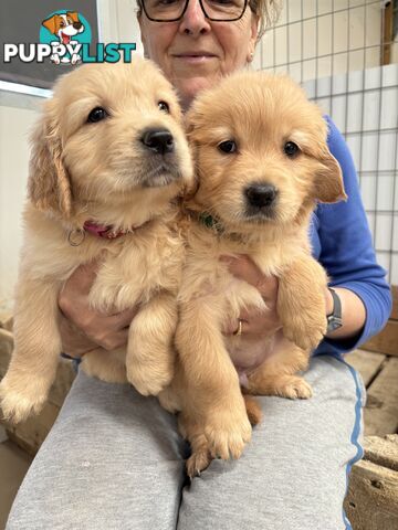 Golden Retriever Puppies