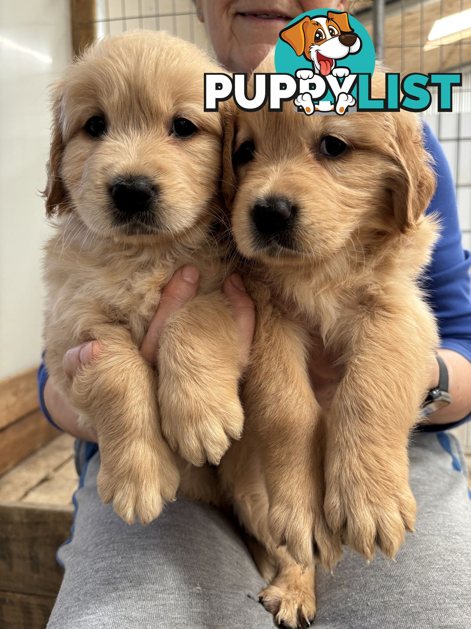 Golden Retriever Puppies