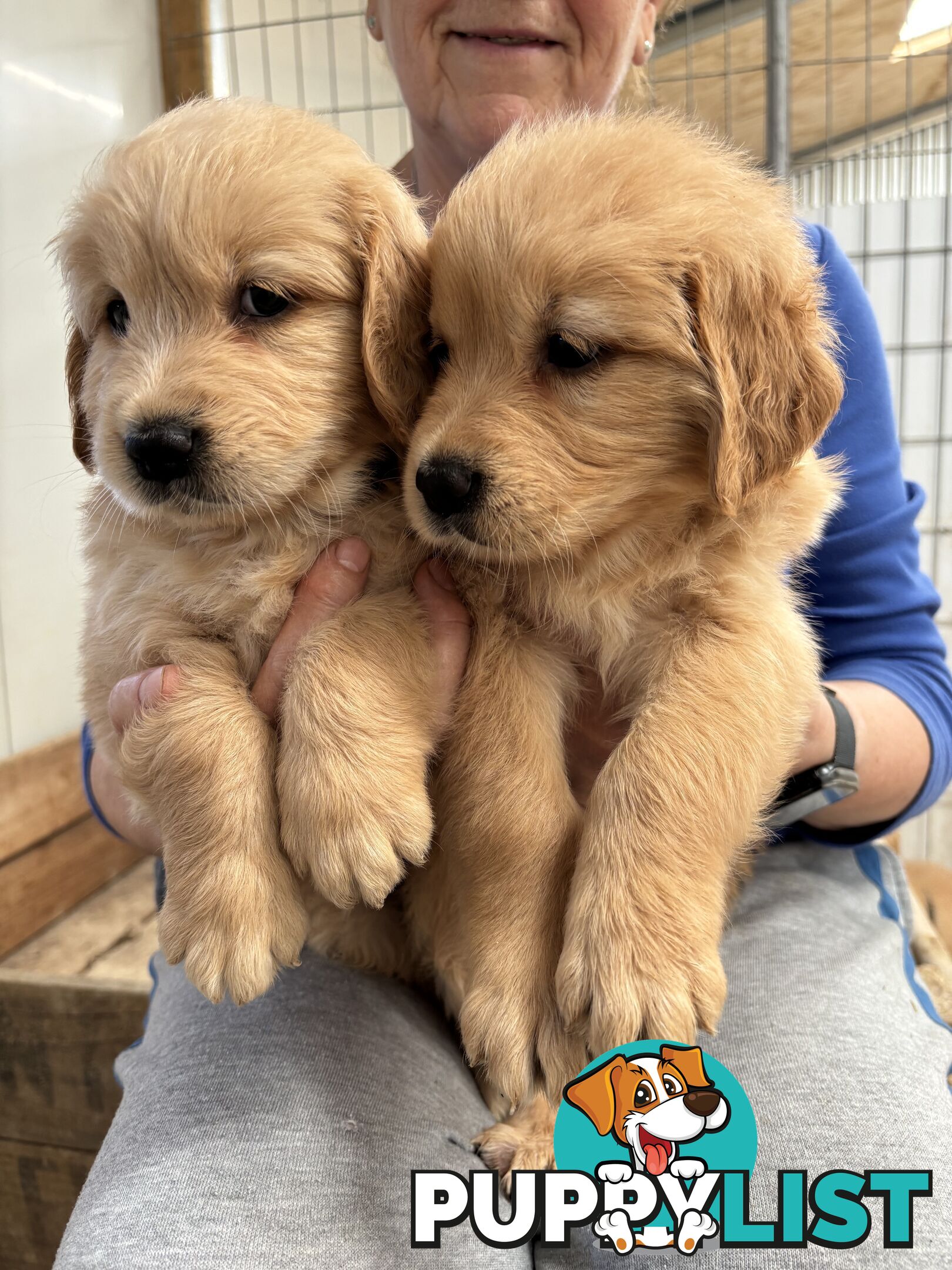 Golden Retriever Puppies