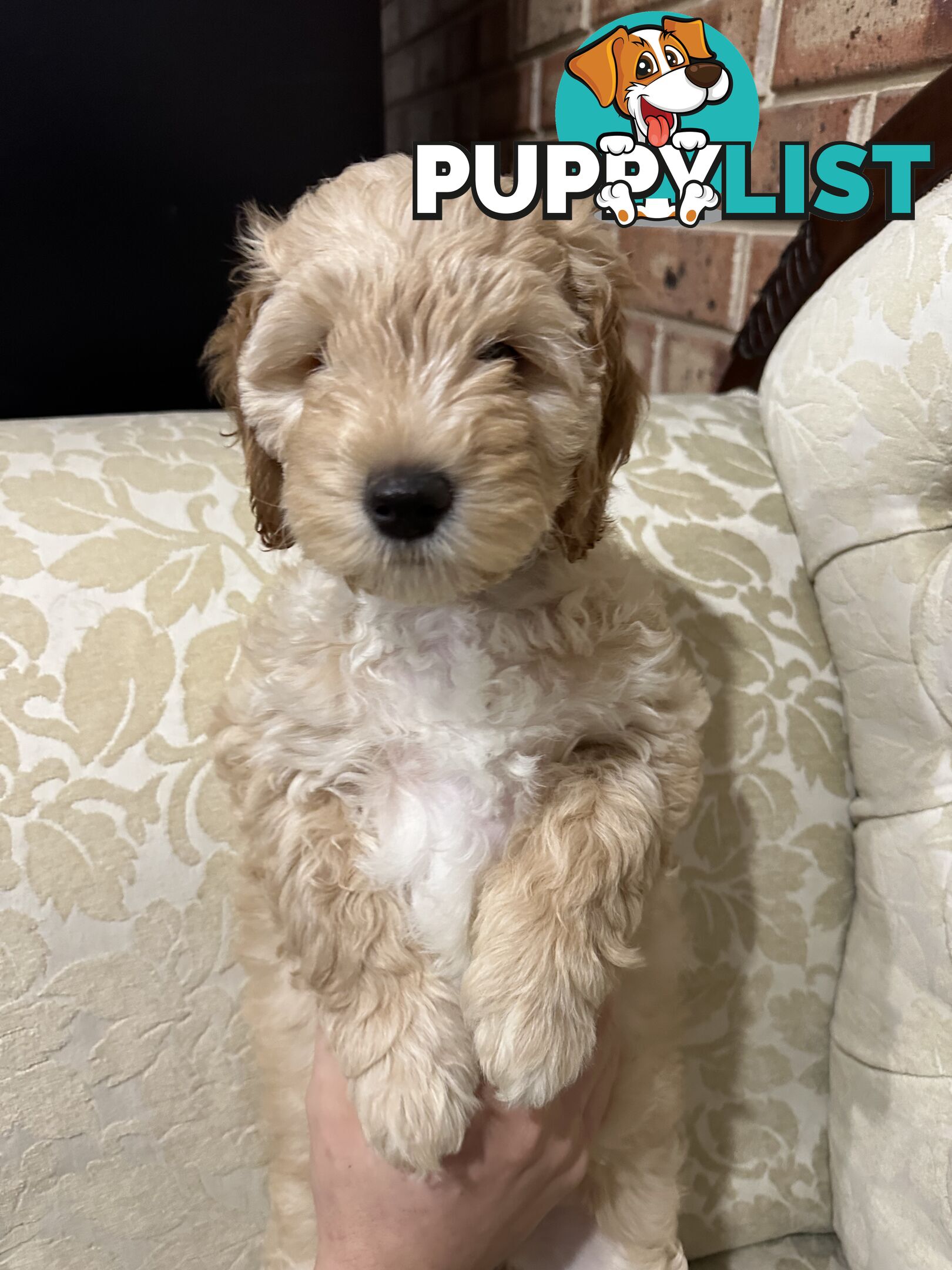 Cuddly Labradoodle sisters – ready to fill your home with love! 🐾💕