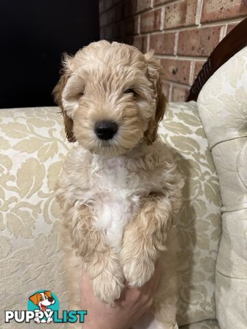 Cuddly Labradoodle sisters – ready to fill your home with love! 🐾💕