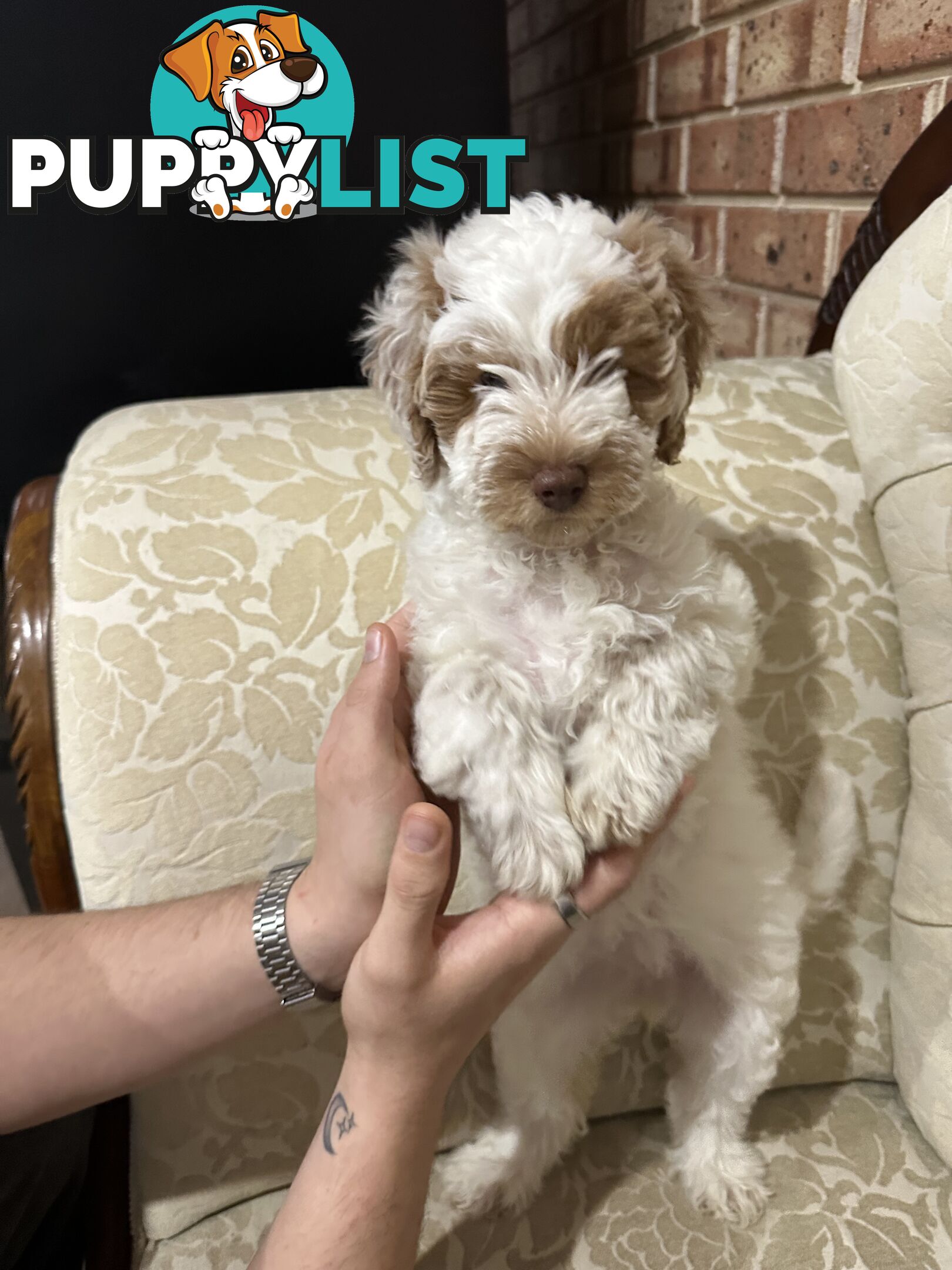 Cuddly Labradoodle sisters – ready to fill your home with love! 🐾💕