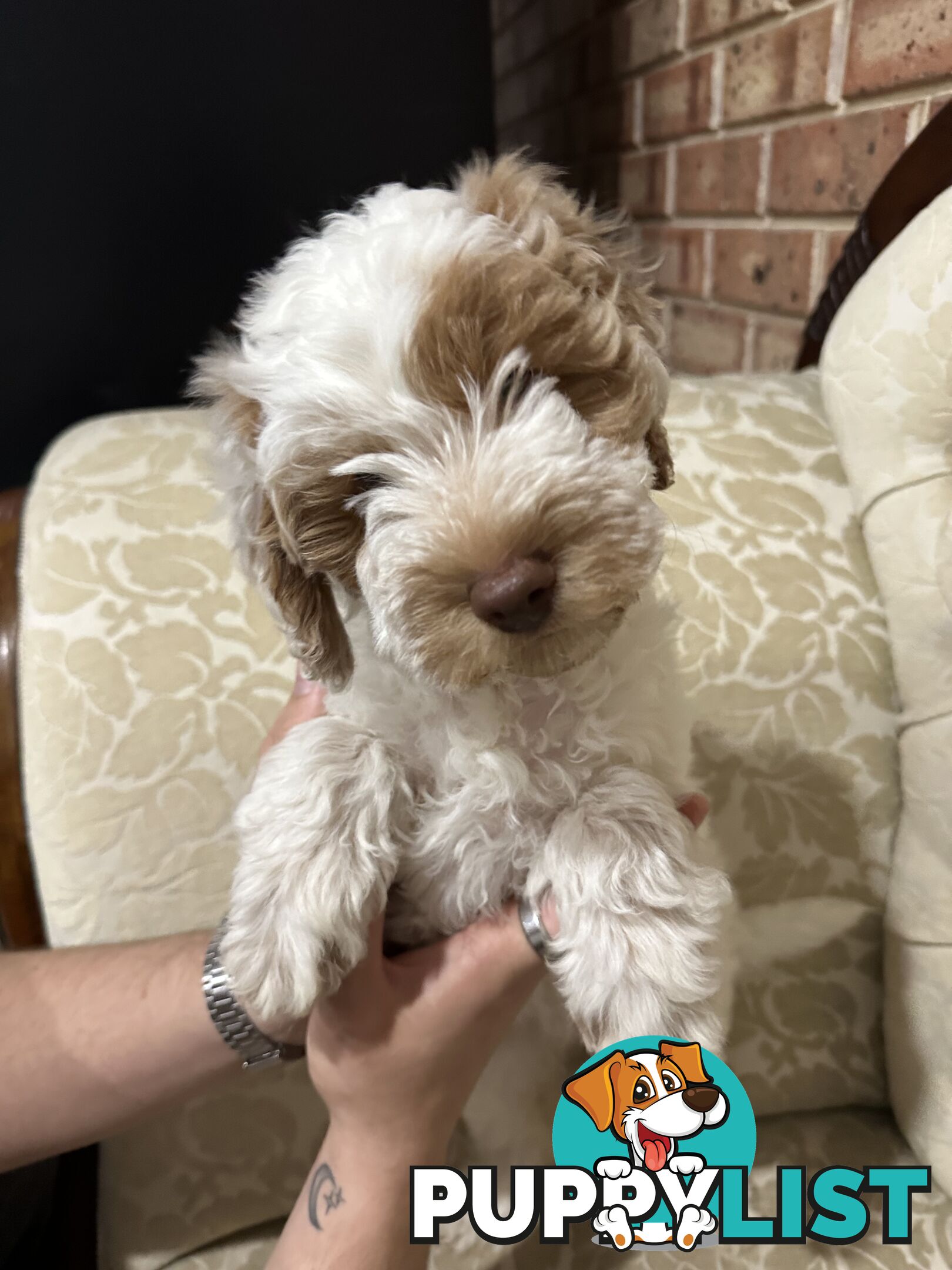 Cuddly Labradoodle sisters – ready to fill your home with love! 🐾💕