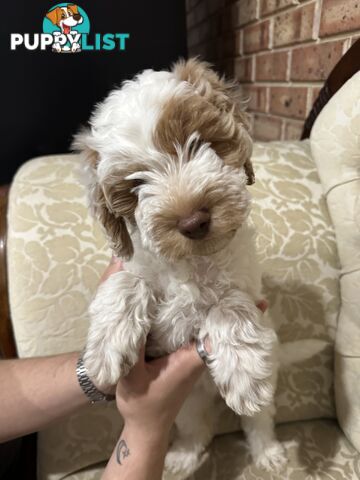 Cuddly Labradoodle sisters – ready to fill your home with love! 🐾💕
